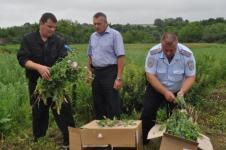 Поле дикорастущего мака обнаружено в Нижегородской области 