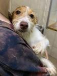 Нижегородский приют принял 10 спасенных из зоны СВО собак
 
