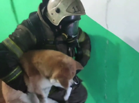 Двух человек и собаку спасли из горящей квартиры в Дзержинске 
