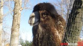 Россельхознадзор выдал лицензию зоопарку «Сафари» в Нижегородской области 