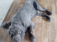 Собаки массово погибают из-за неизвестного вещества в Кстовском районе
 