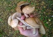 Первые весенние грибы появились в Нижегородской области 