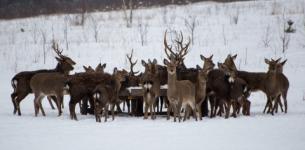 Перепись диких животных проводится в Нижегородской области по 28 февраля 