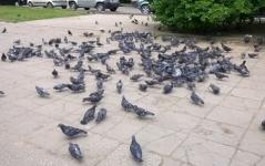 Десятки мертвых голубей обнаружили на улице в Нижнем Новгороде 