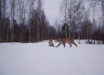 Фотоловушка «поймала» рысь с двумя котятами в Керженском заповеднике


 