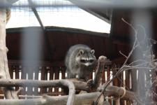 Нижегородцы в шубах заплатят двойную цену за билет в зоопарк «Лимпопо» 3 марта  