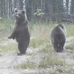 Медведица в Нижегородской области усыновила чужих медвежат 
