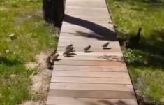 Утка с утятами прогуливалась по нижегородскому парку «Швейцария» 