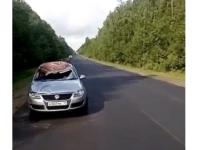 Водитель Volkswagen насмерть сбил лося в Уренском районе 