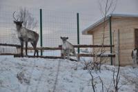 Олень Деда Мороза поселился в Керженском заповеднике в Нижегородской области 