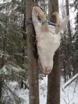 Головы козлов обнаружены на деревьях в Нижегородской области 
