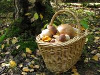 15 дел об административных правонарушениях заведено в связи с незаконным сбором грибов в Керженском заповеднике в сентябре 