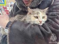 Кошку Фросю спасли из горящего дома в центре Нижнего Новгорода 