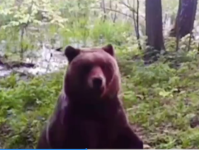 Медведи угодили в фотоловушку в лесу в Нижегородской области 