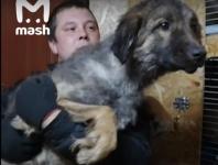 Собаку с отрубленными лапами спасли из живодерни в Нижнем Новгороде 