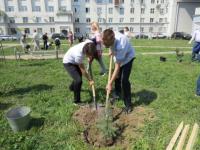 Новую аллею высадили на  проспекте Октября  