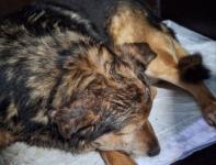 Хозяйка избила и выкинула на помойку свою собаку в Шатках 