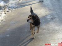 Бездомная собака напала на школьницу в поселке Октябрьский на Бору 