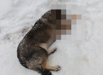 Полиция выясняет, кто травит бездомных собак в Мулине 