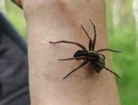 Нижегородцам рассказали, почему нельзя топить гигантских пауков 