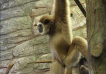 Нижегородские первоклассники бесплатно посетят зоопарк «Лимпопо» 1 сентября 