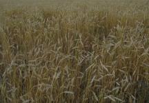 Более 1,5 млн тонн зерна планируют собрать в Нижегородской области 