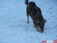Организаторов «концлагеря» для собак осудят в Нижнем Новгороде 