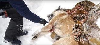 Догхантер убивает домашних собак в Выксунском районе  