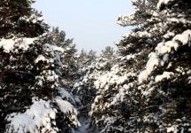 Снег и умеренные морозы ожидаются в Нижнем Новгороде 1-4 января 