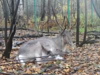 Оленя выселили из вольера за драку с сотрудником Керженского заповедника 