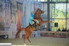 Фестиваль арабской лошади «Три Грации» состоится в Нижегородской области 