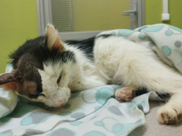 Выброшенный из ветклиники в Сокольском кот Спайси умер после операции 