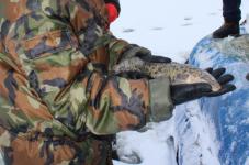 Налима запретили ловить в Нижегородской области с 20 декабря из-за нереста 