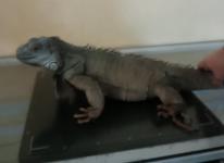 Нижегородские ветеринары достали из желудка игуаны игрушечную гусеницу 