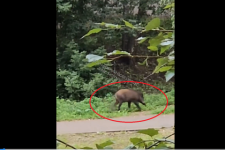 Дикий кабан прогулялся по Щербинкам в Нижнем Новгороде 