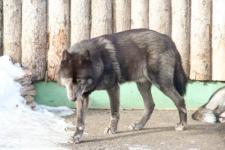 Вознаграждение за добычу волка могут увеличить в 7 раз в Нижегородской области 