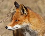 Жители Выксунского района жалуются на нашествие лис 