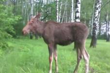 Появилось видео спасенных в центре Нижнего Новгорода лосей 