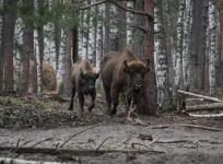 Популяция зубров в Центральной России продолжает расти при поддержке «Транснефть-Верхняя Волга» 