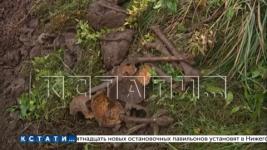 Найденные на набережной Федоровского человеческие останки изучают эксперты 