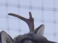 Первый рог оленя Игната украли из музея в Керженском заповеднике  