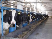 Введен в эксплуатацию молочный комплекс на 800 голов в городском округе Воротынский 
