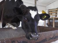 В Нижегородской области резко выросло производство молока 