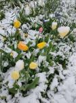 Снег выпал в нескольких районах Нижегородской области 24 мая
 