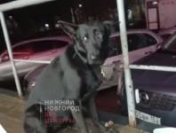 Собаку бросили привязанной у магазина в Нижнем Новгороде 