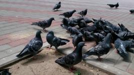 В Нижнем Новгороде массово травят голубей 