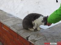 Полиция возбудила дело из-за выброшенной из окна кошки в Нижнем Новгороде 