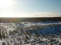 Нижегородская область вошла в десятку регионов РФ по охране лесов 