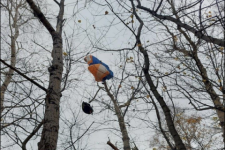 Застрявшего на дереве парапланериста спасли в нижегородском парке «Швейцария» 