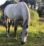Похитителя лошадей ищут в Нижегородской области 